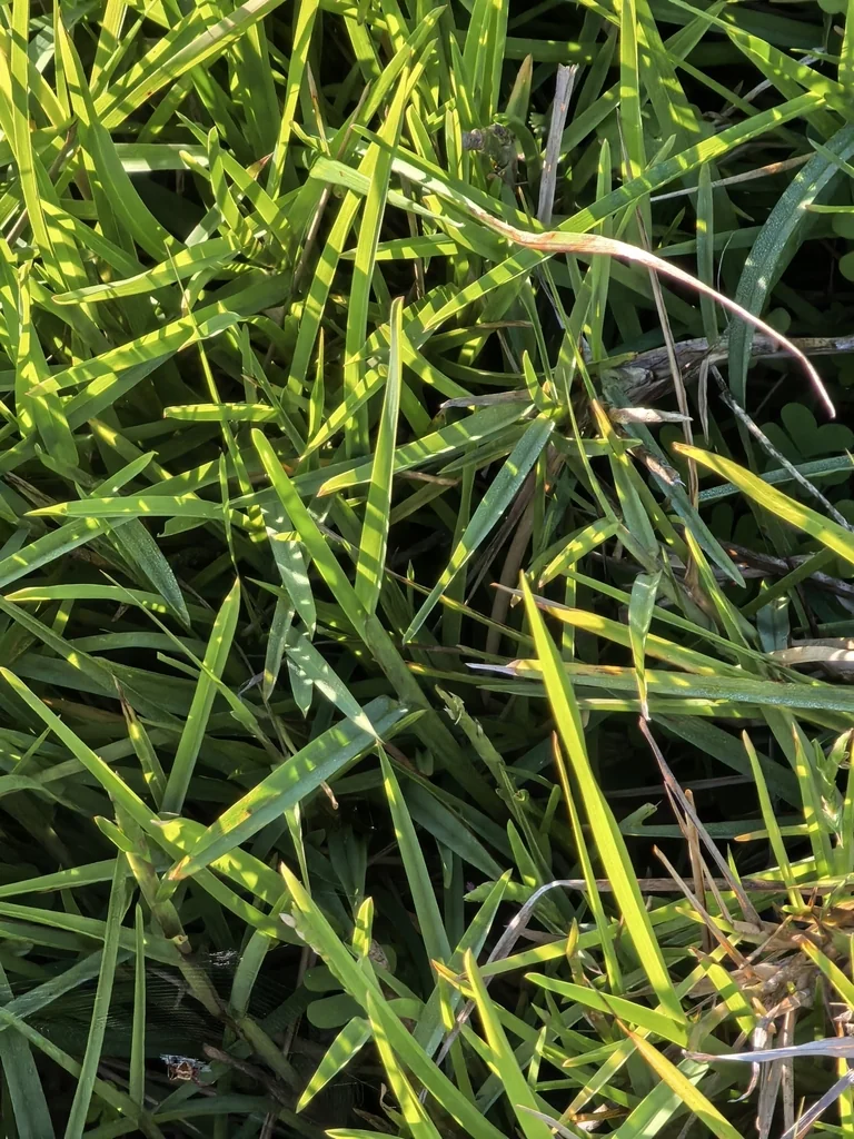 Stenotaphrum Secundatum