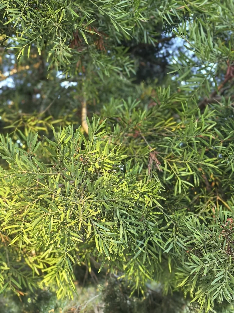 Afrocarpus Falcatus