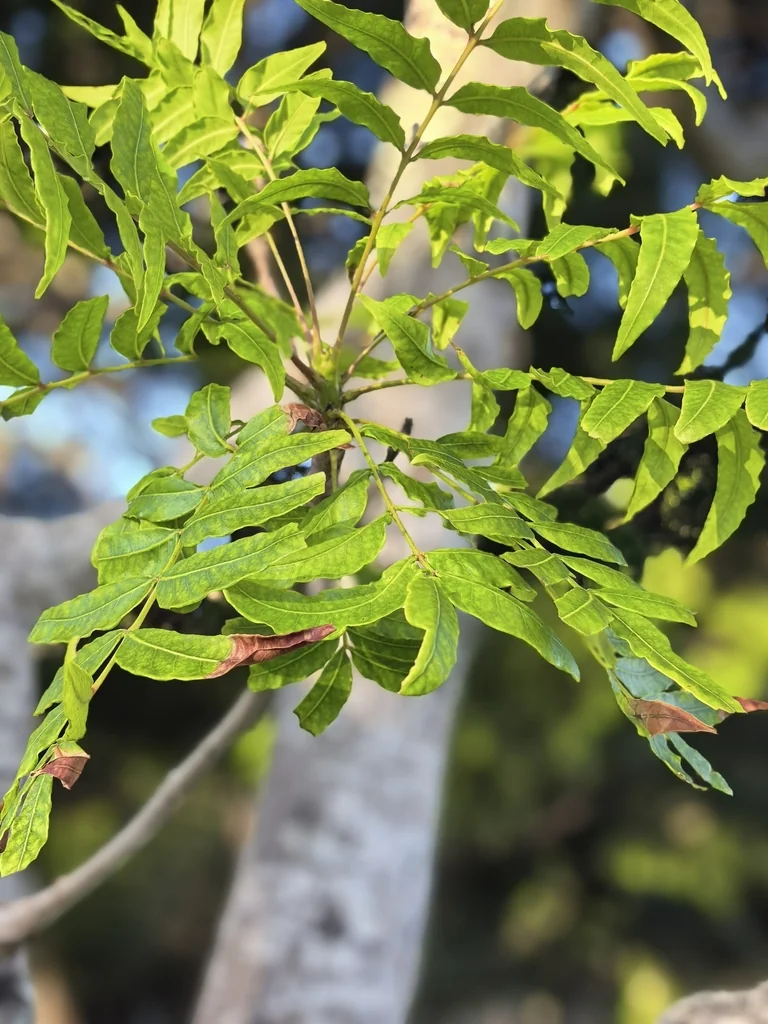 Harpephyllum Caffrum