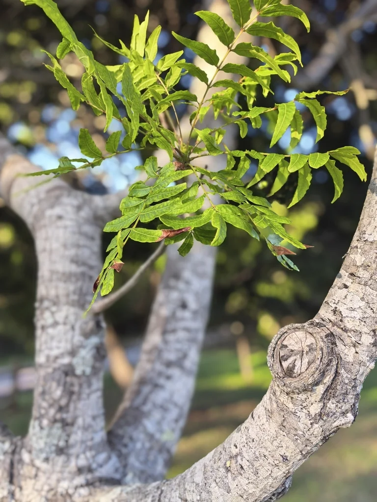 Harpephyllum Caffrum
