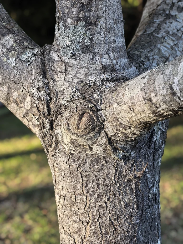 Harpephyllum Caffrum
