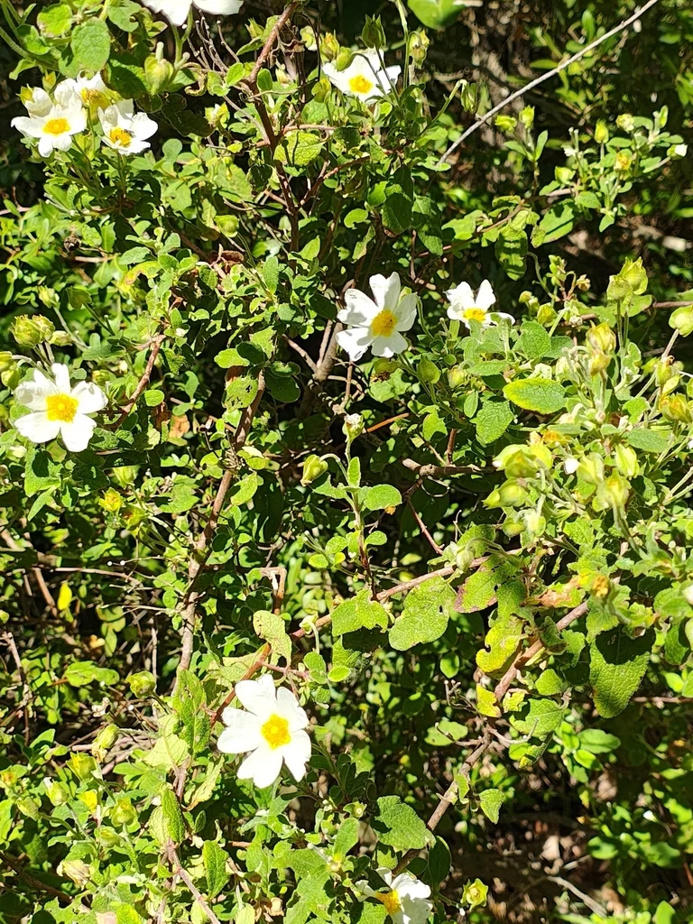 Cistus Salviifolius