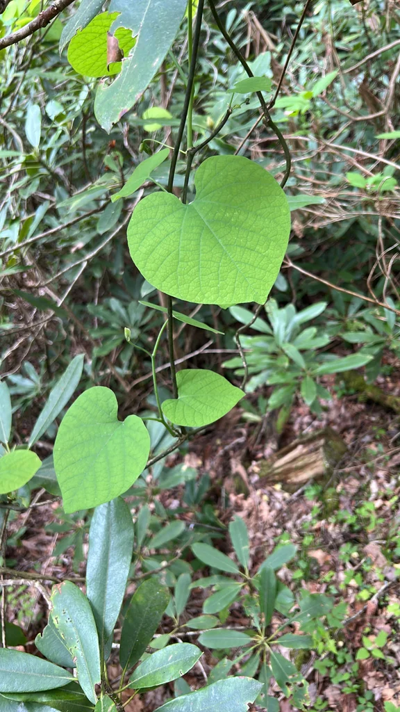 Aristolochia Durior