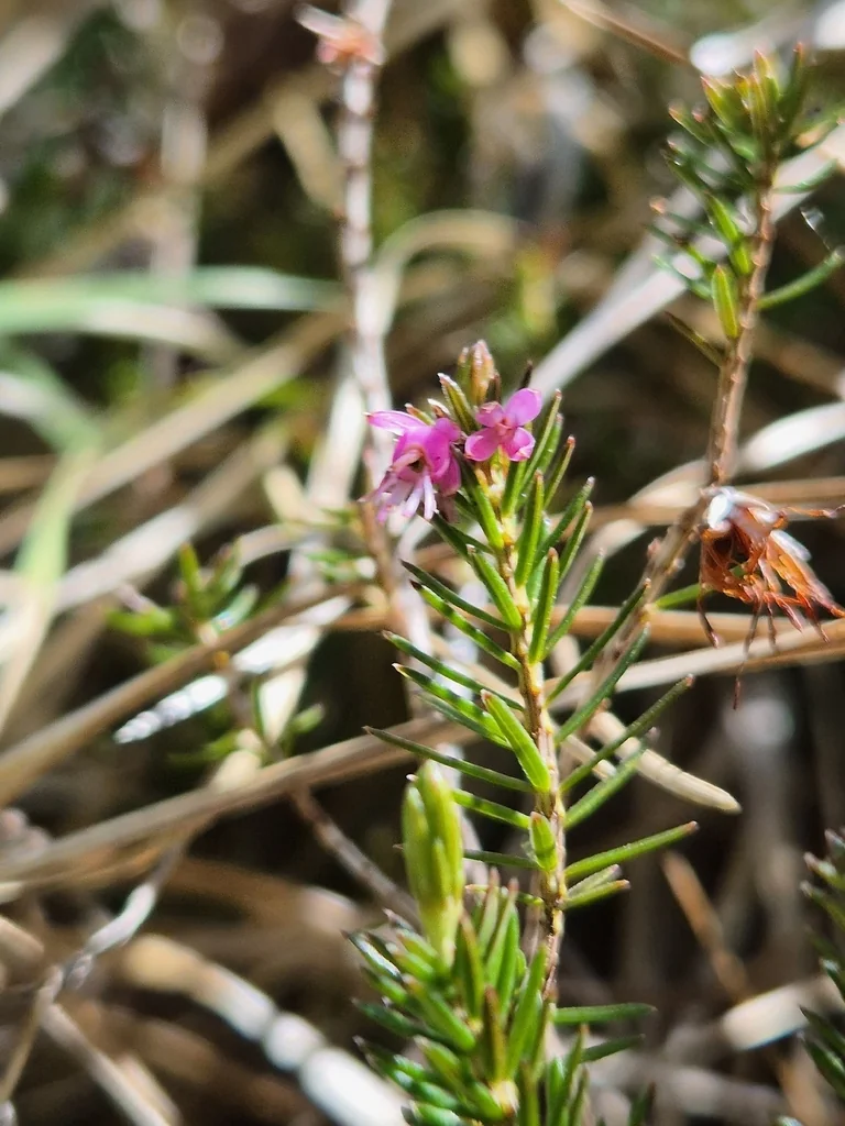 Erica Carnea