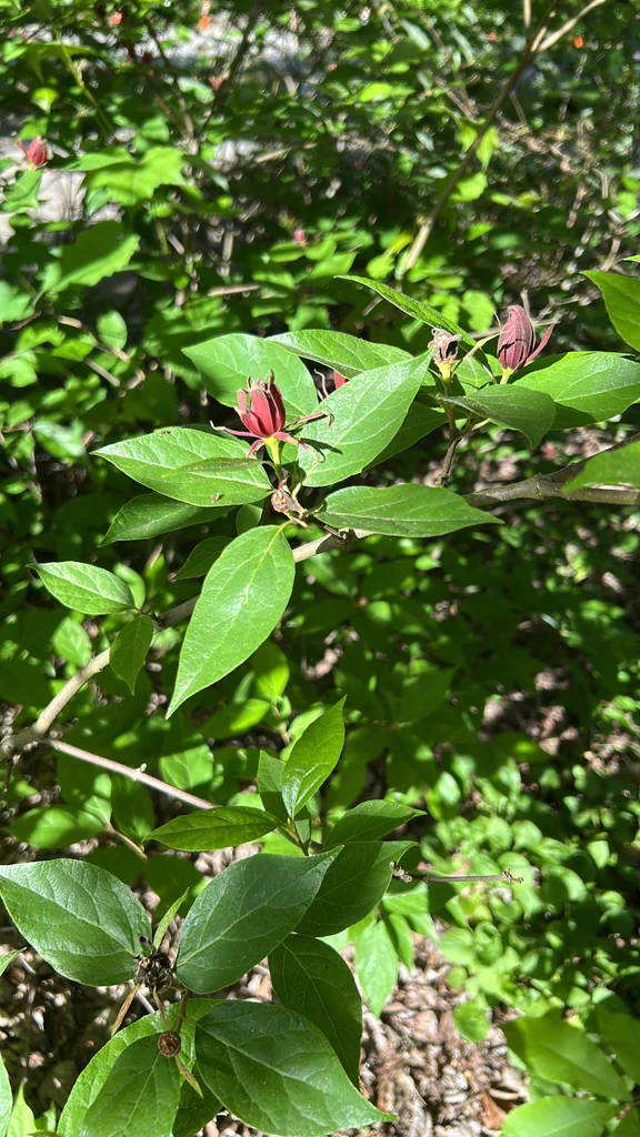 Calycanthus Floridus