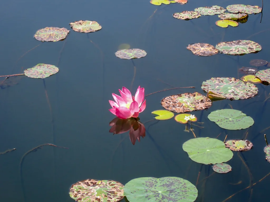 Nelumbo Nucifera