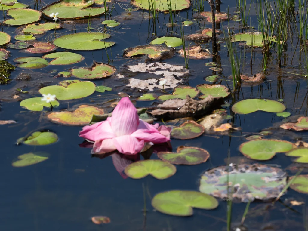 Nelumbo Nucifera