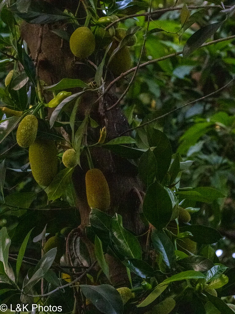 Artocarpus Heterophyllus