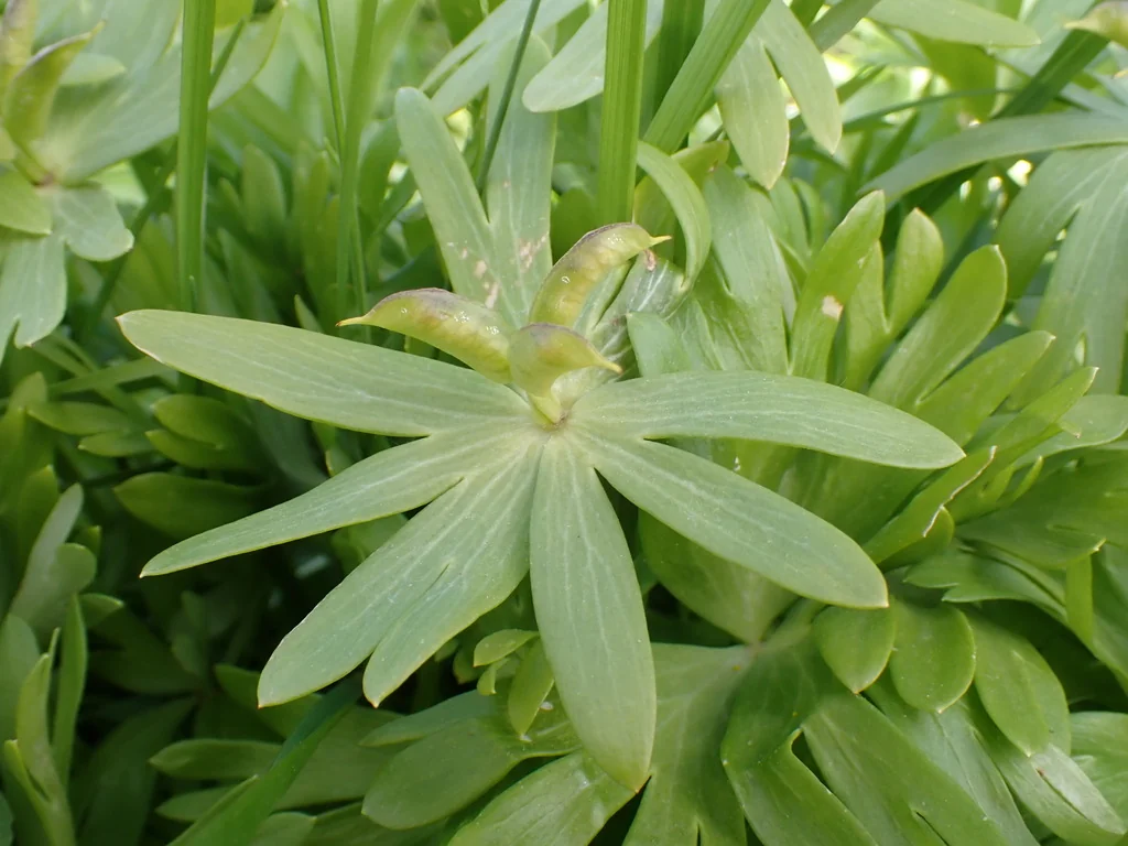 Eranthis Hyemalis