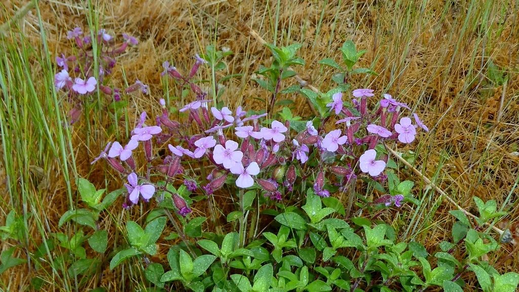 Saponaria Ocymoides