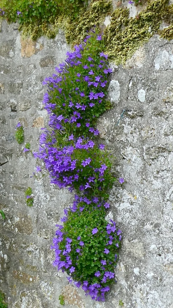 Campanula Portenschlagiana