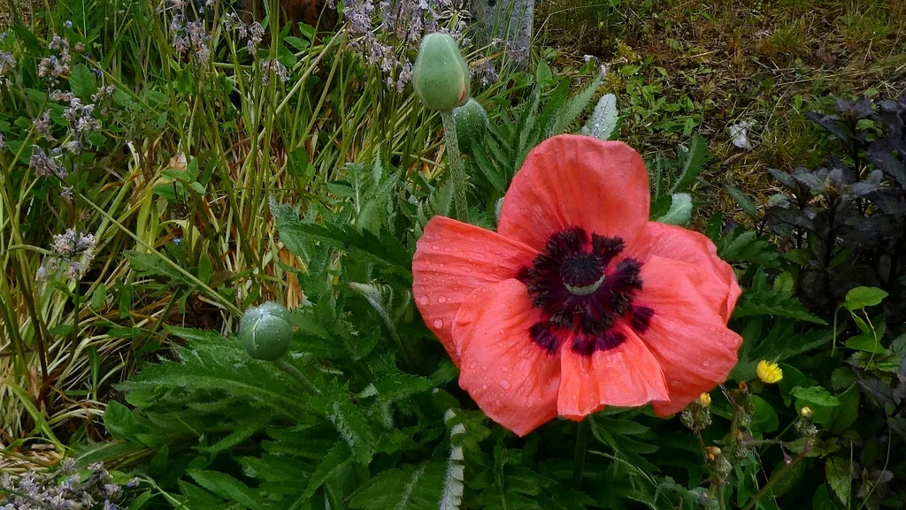 Papaver Orientale