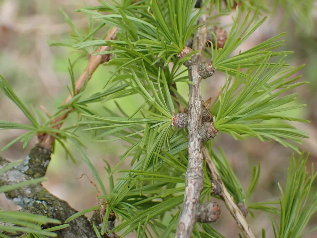 Larix Decidua