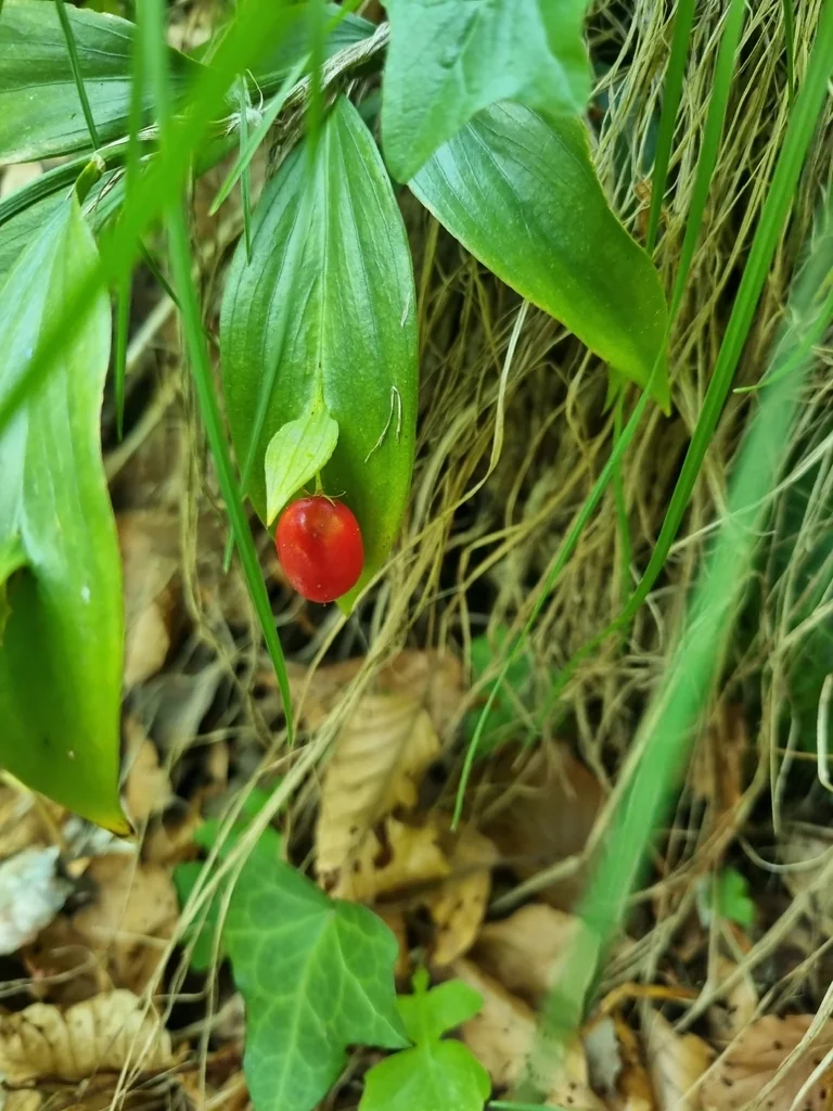 Ruscus Hypoglossum