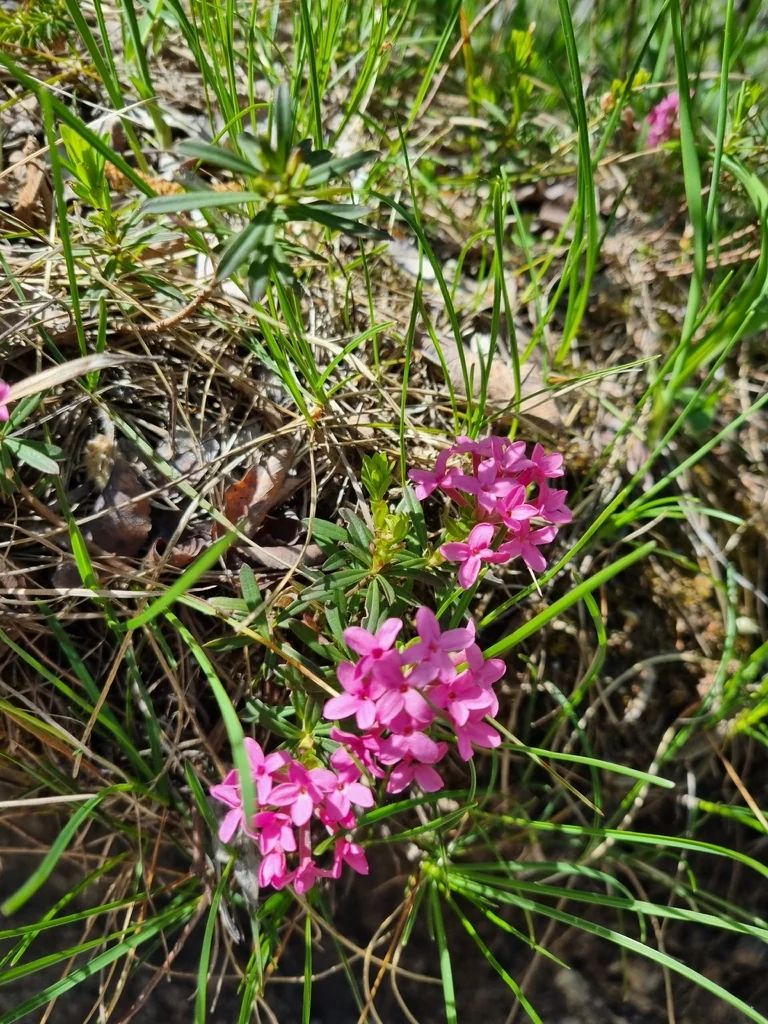 Daphne Cneorum