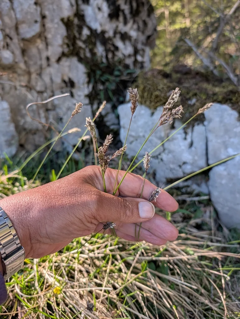 Sesleria Caerulea