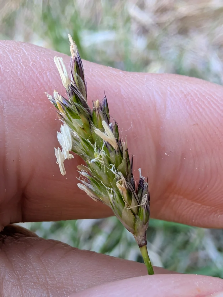 Sesleria Caerulea