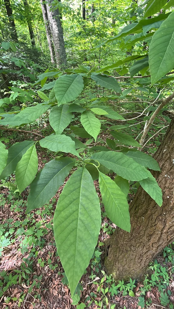 Magnolia Acuminata