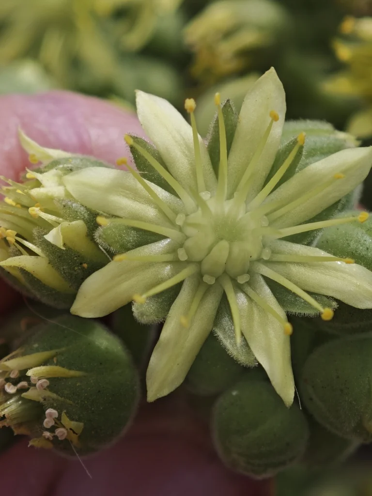 Aeonium Canariense