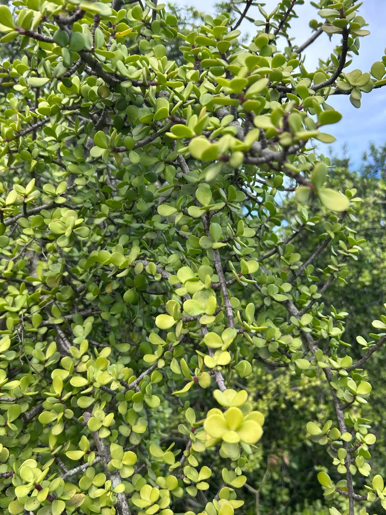 Portulacaria Afra