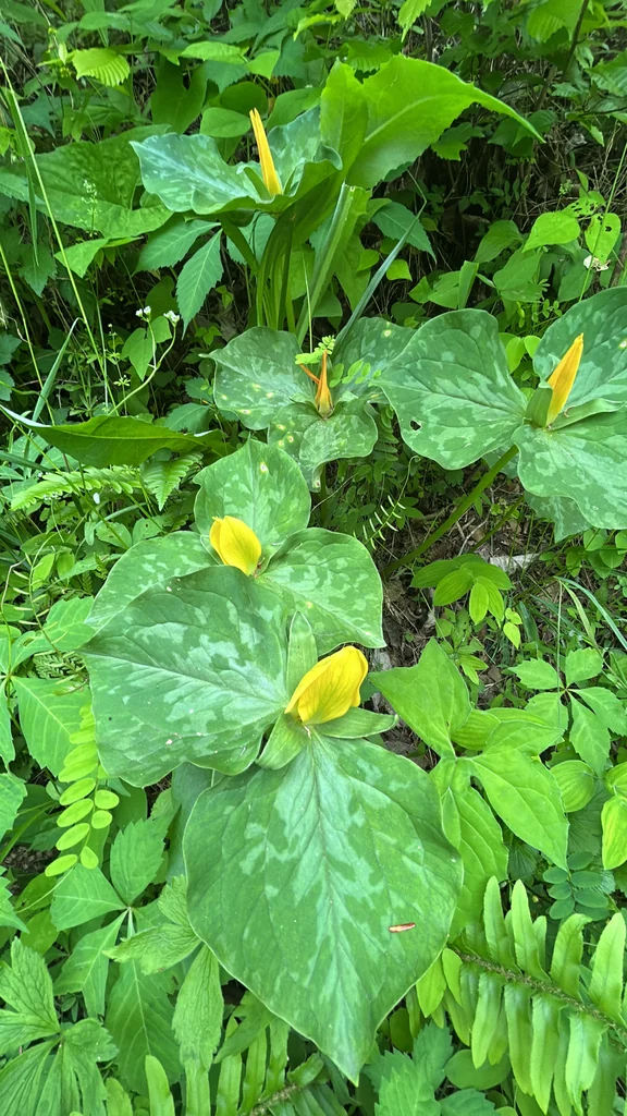 Trillium Luteum