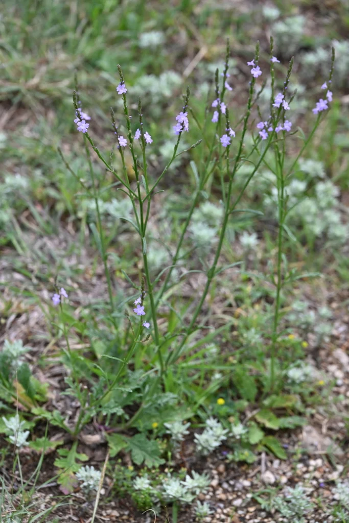 Verbena Halei