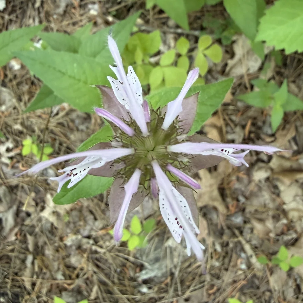 Monarda Bradburiana