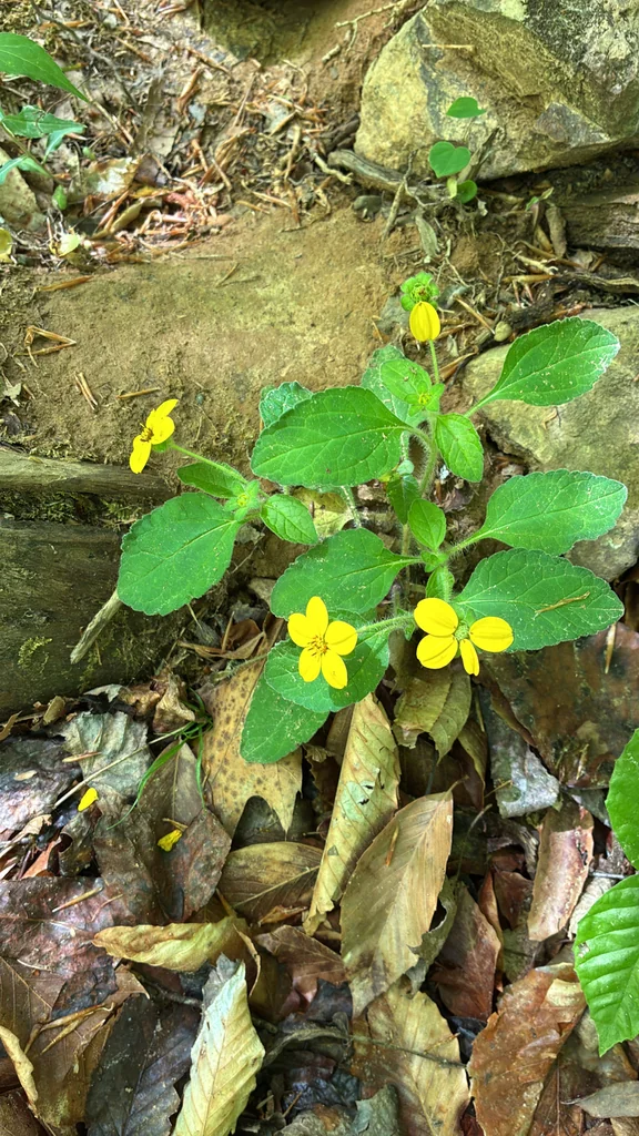 Chrysogonum Virginianum