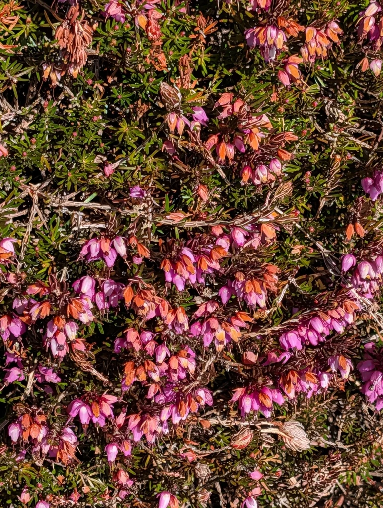 Erica Carnea