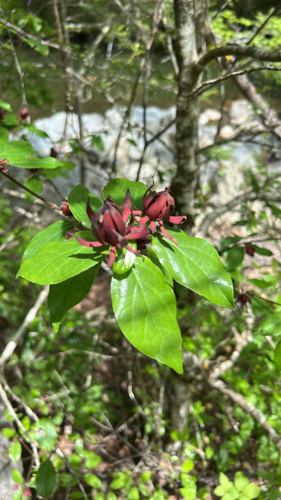 Calycanthus Floridus