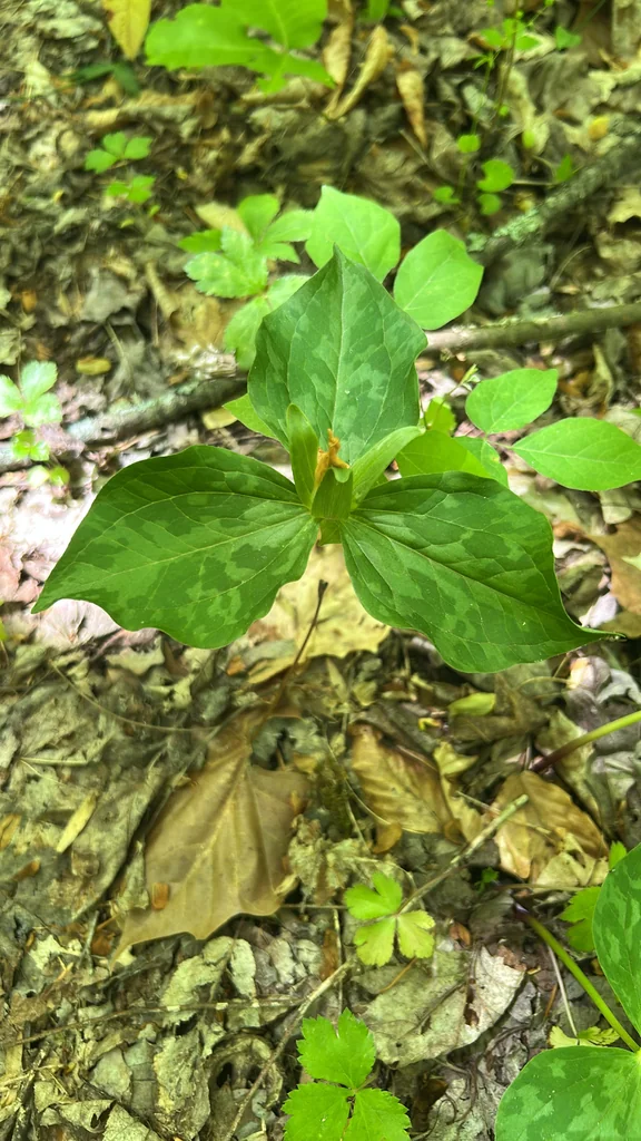 Trillium Luteum