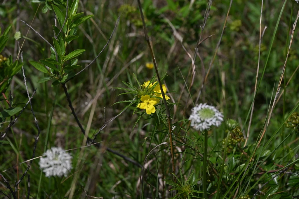 Calylophus Berlandieri