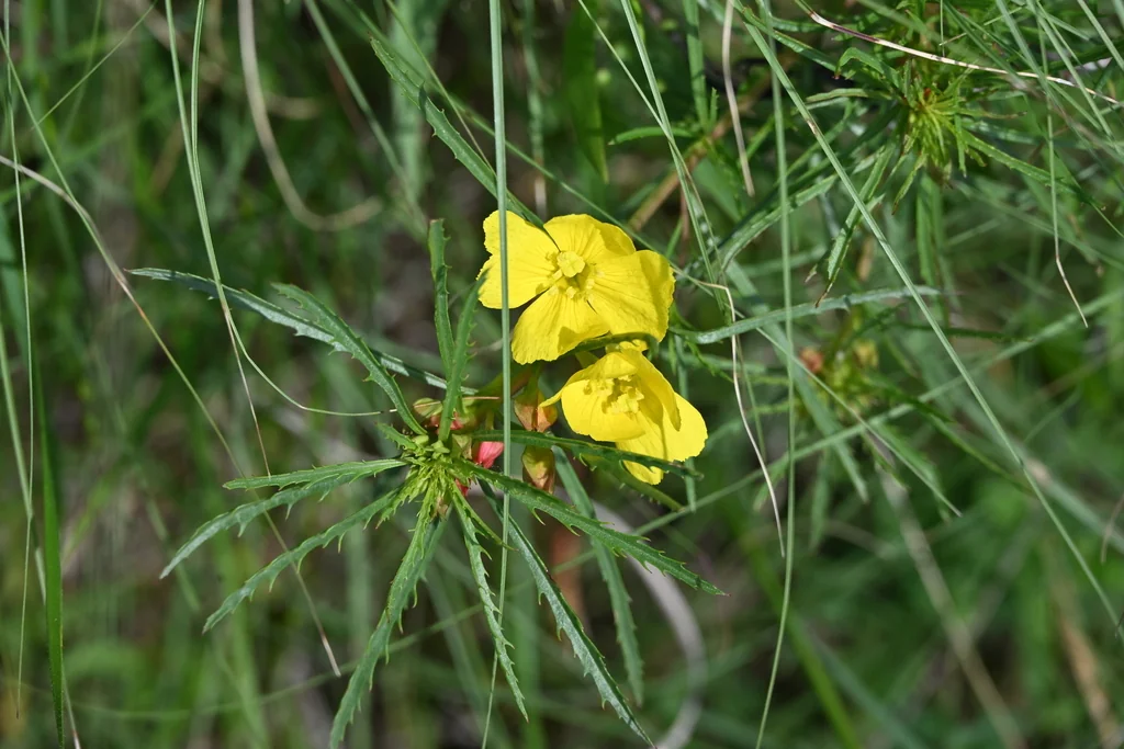 Calylophus Berlandieri
