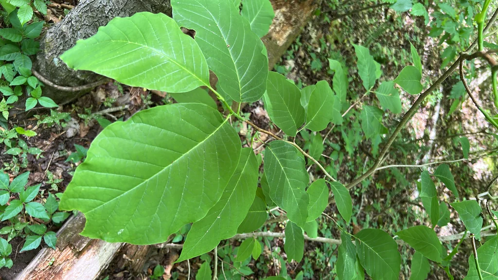 Magnolia Acuminata