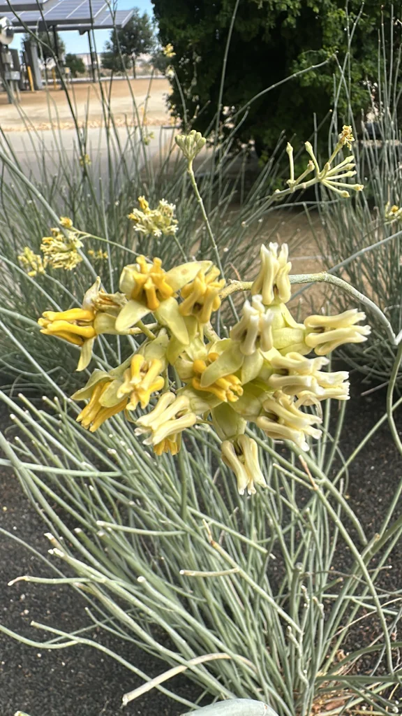 Asclepias Subulata