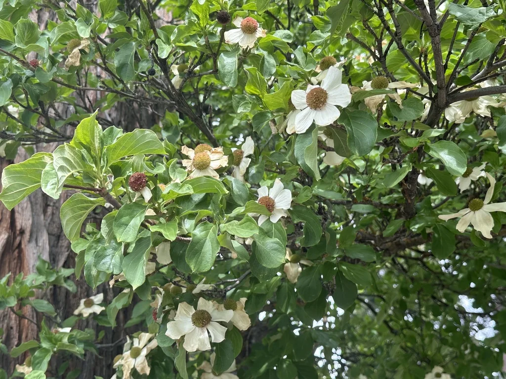Cornus Nuttallii