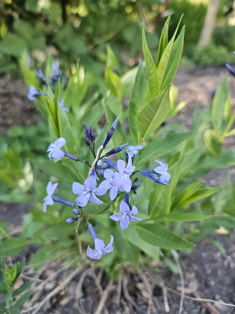 Amsonia tabernaemontana