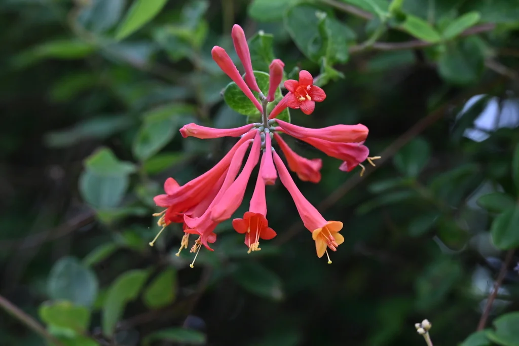 Lonicera Sempervirens