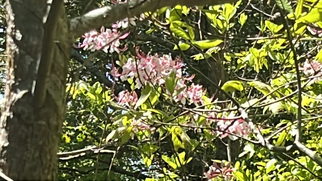 Rhododendron Periclymenoides