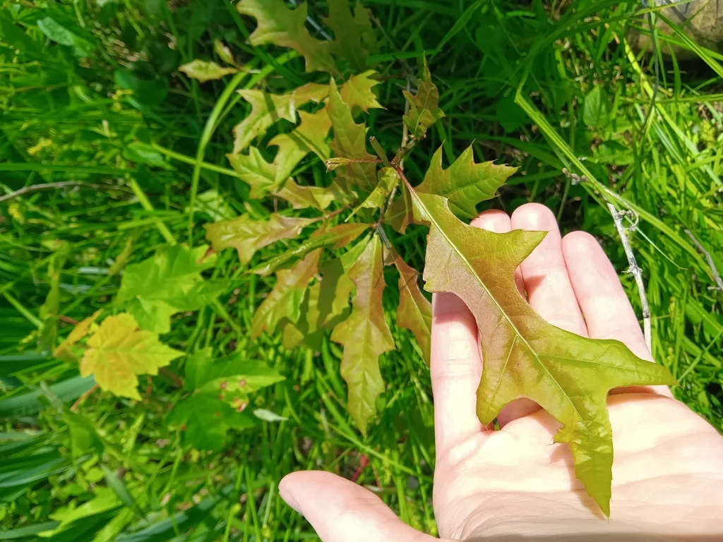 Quercus Palustris