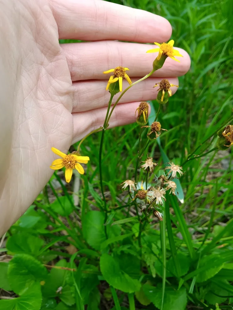 Senecio Aureus