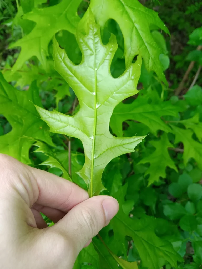 Quercus Palustris