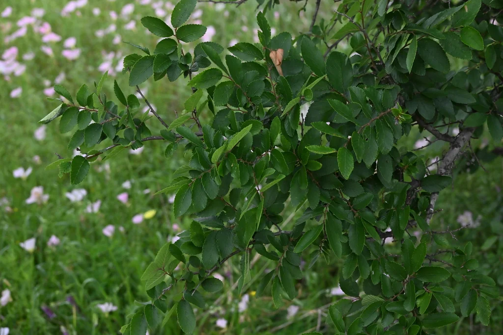 Ulmus Crassifolia