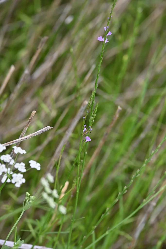 Verbena Halei