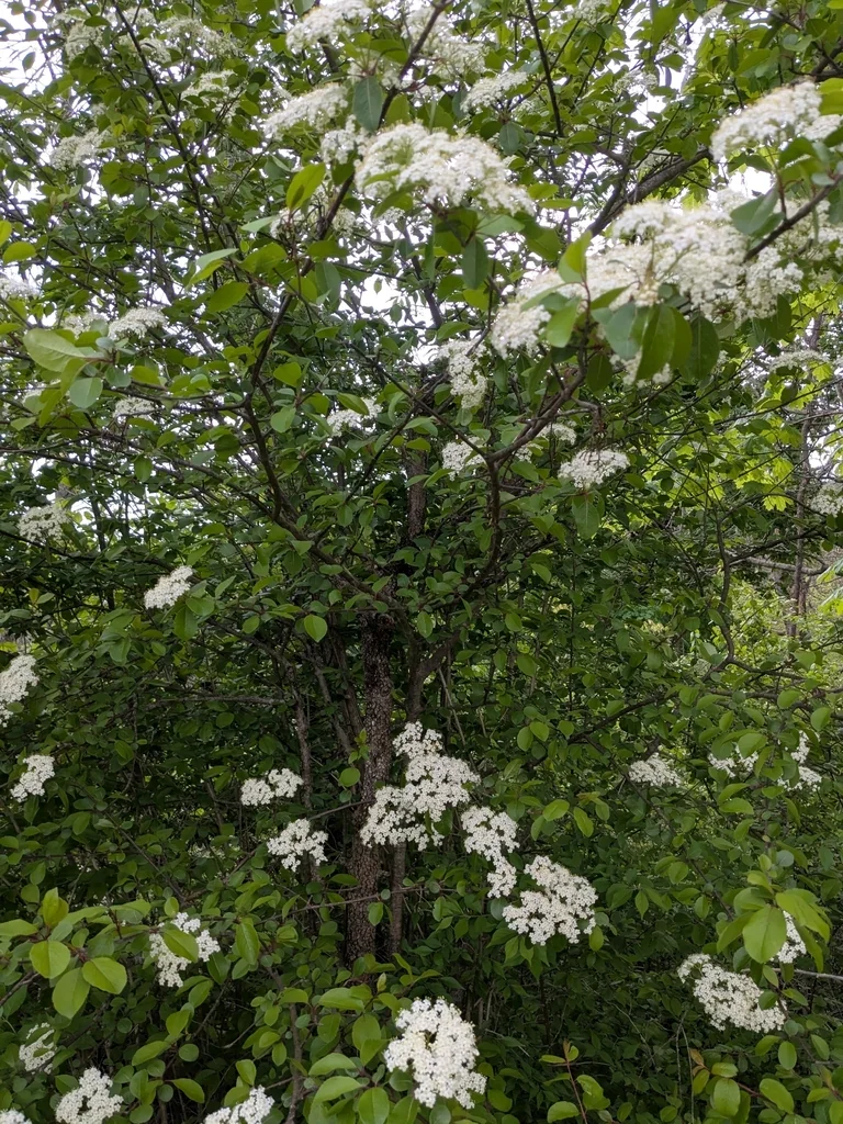 Viburnum Prunifolium