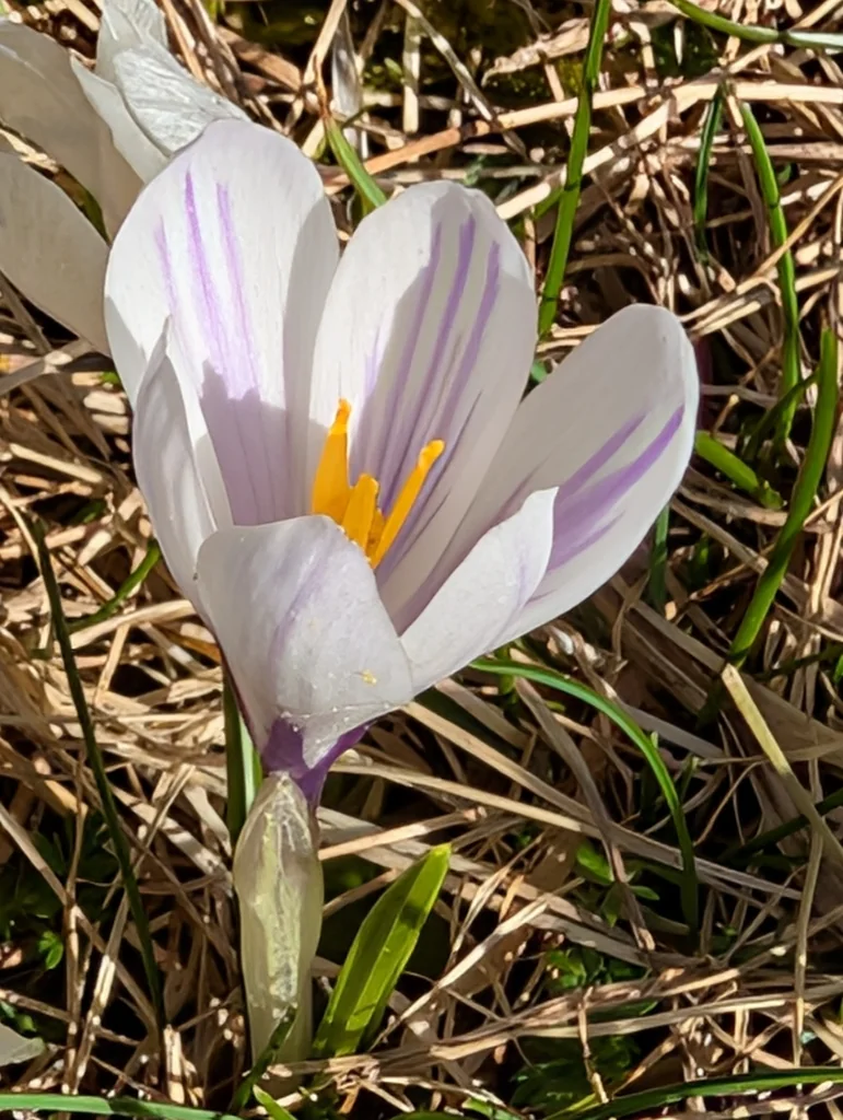 Crocus Vernus