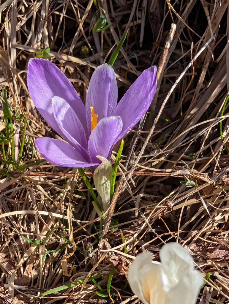 Crocus Vernus