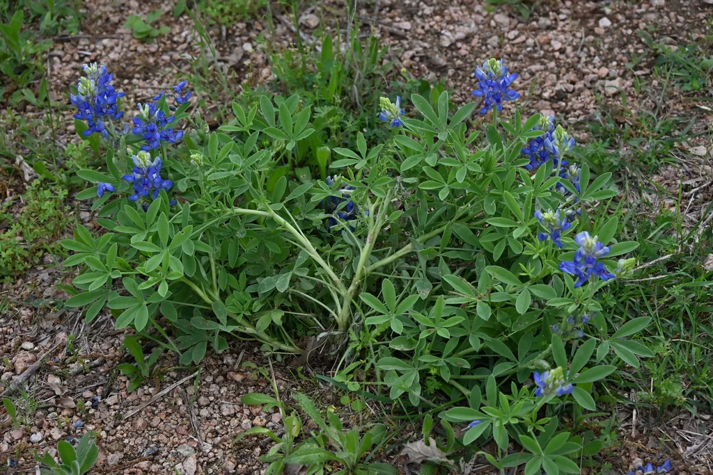 Lupinus Texensis