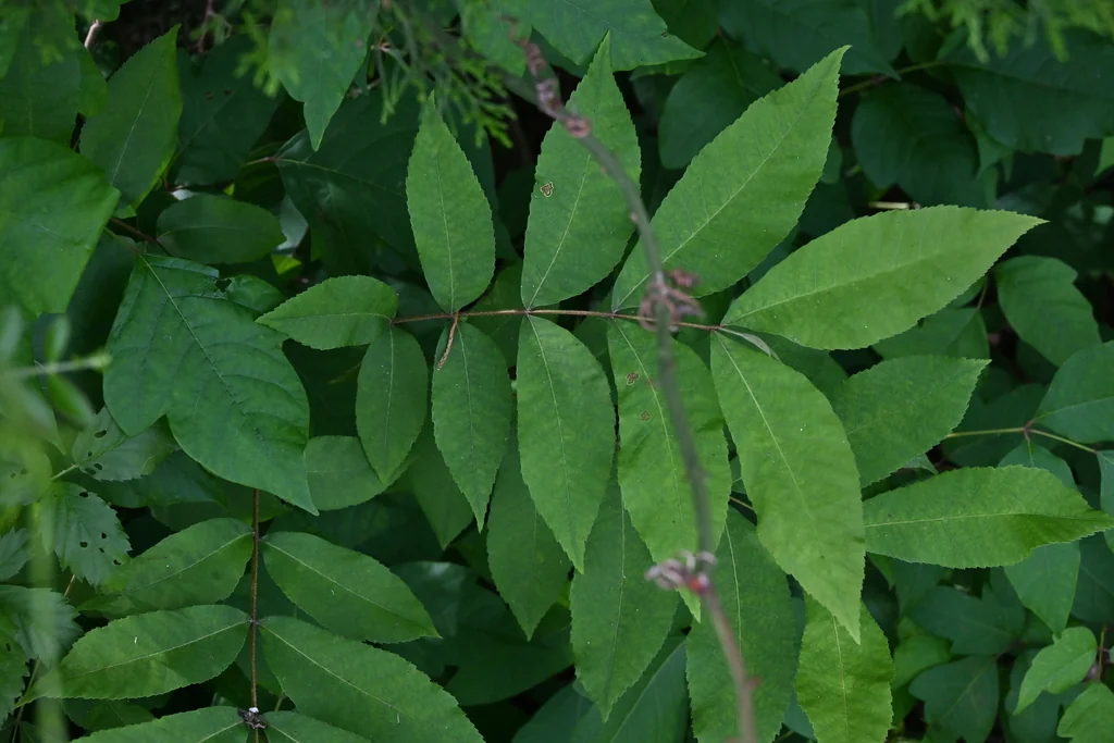 Carya illinoinensis
