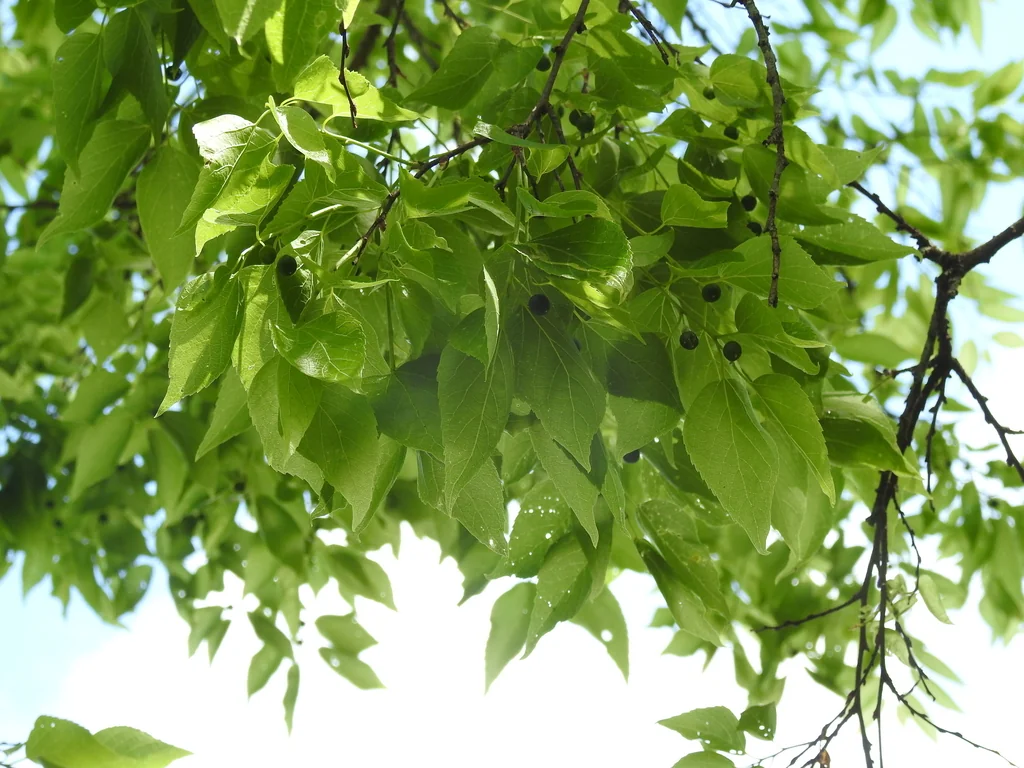 Celtis Laevigata